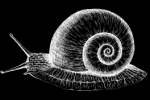 Snail